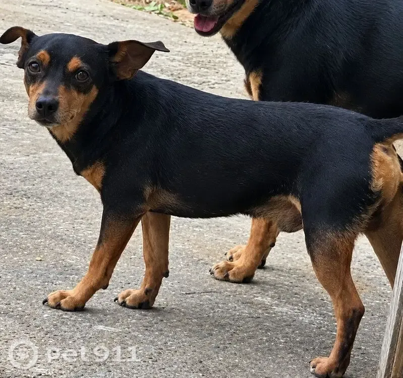 Cachorro perdido, Campinho da Serra II, Serra - ES — macho, preto e marrom - photo