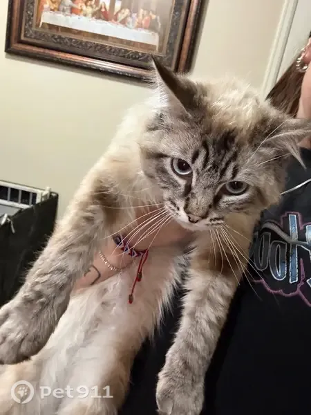 Lost cat, Pearl Kite View, 4910, Colorado Springs, Dallas — male with light blue eyes - photo