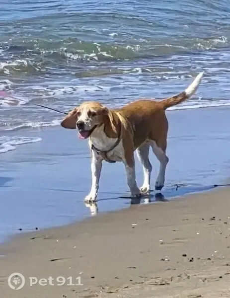 Perdido perro, hembra Beagle, Avenida Salvador Vicente, 13, Arroyo de La Miel, Torremolinos — responde al nombre de Soli - photo