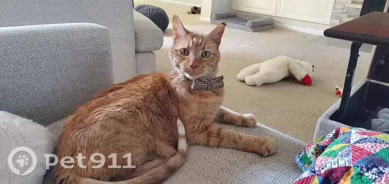 Lost cat, Benham Road, Spanish Lake — older orange male cat with a bowtie - photo