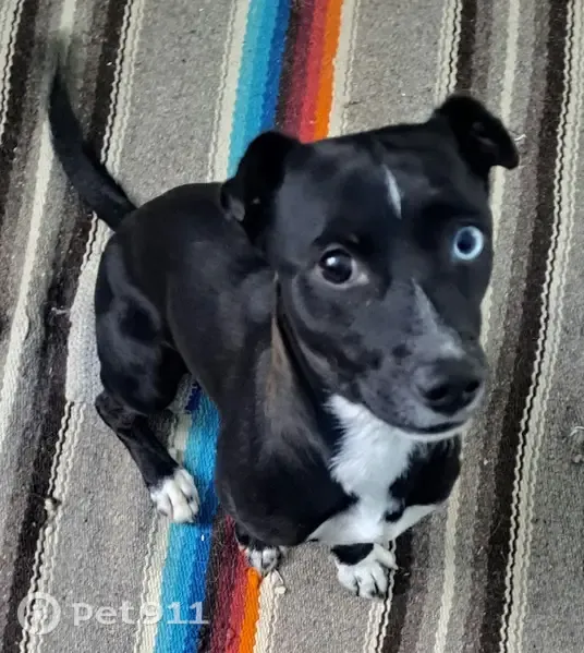 Perro encontrado, Aguascalientes, Aguascalientes — un ojo negro y otro azul - photo