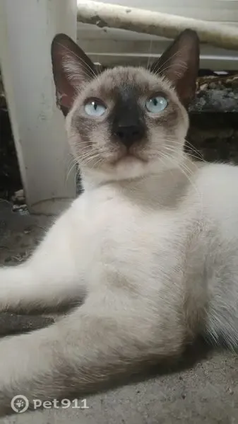 Gato perdido macho, Avenida Desembargador João Machado, Manaus — não gosta de colo - photo