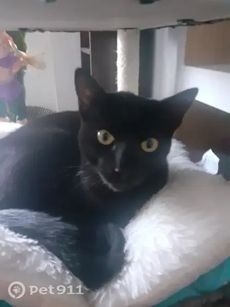 Gato perdido, Carrer de Molí de la Torre, Badalona, Pozuelo de Alarcon — negro, delgado y cariñoso - photo