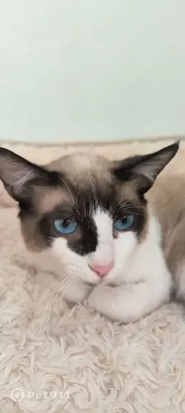 Gato perdido, Calle del Peral, 3, Cartagena — siamés con mancha marrón en la barbilla - photo