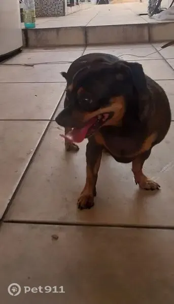 Cachorro encontrado, Rua Paraguaçu, 428 — fêmea pinscher preta e marrom - photo
