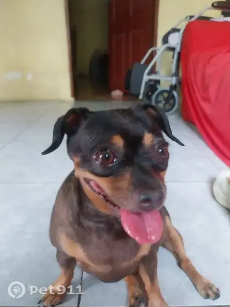 Cachorro perdido, fêmea, Alvorada 2, Manaus — pinscher gordinha - photo