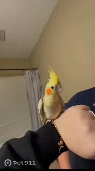 Lost bird, Acushnet Drive, 4378, Corpus Christi — male with orange cheeks - photo
