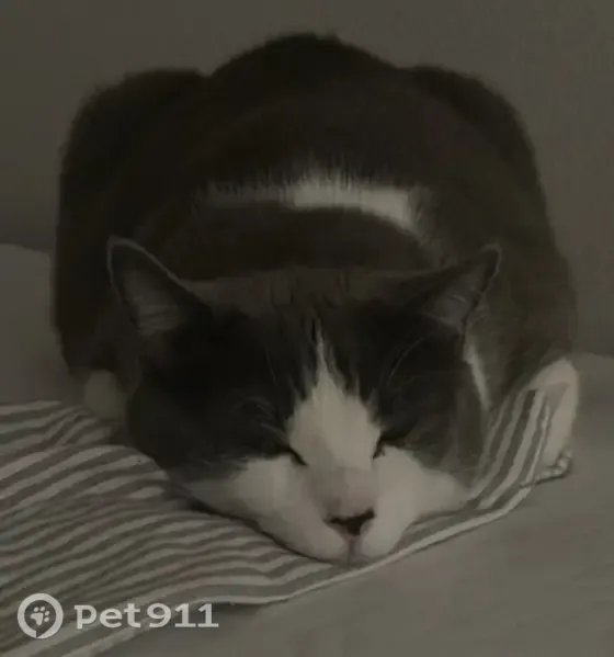 Lost cat, West Ray Road, 3600, Chandler — white-gray coat and green eyes - photo