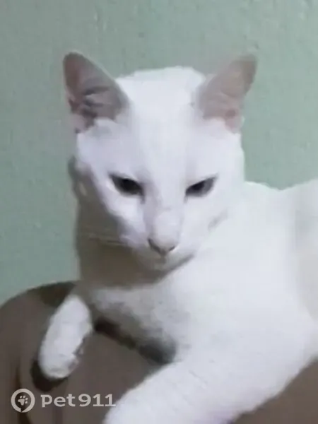 Gato perdido macho, blanco y esterilizado, Segunda Cerrada la Presa, 17b, Cuautitlán Izcalli - photo