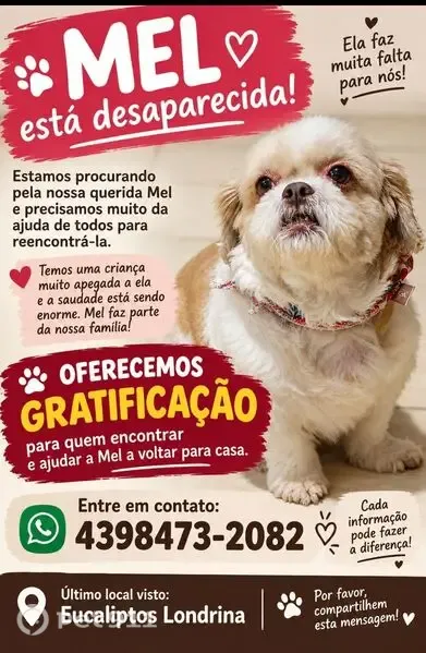 Cachorro perdido, fêmea, Rua Antônio Martins Fernandes, 34 — branca e marrom - photo