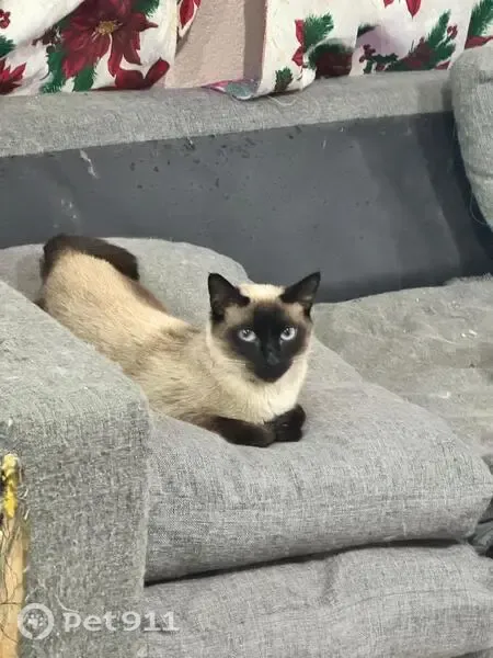 Gato perdido, Chimalhuacan Calle Tlanepantla, 33, Chimalhuacán, Santa Maria Chimalhuacan — le falta parte de la cola - photo