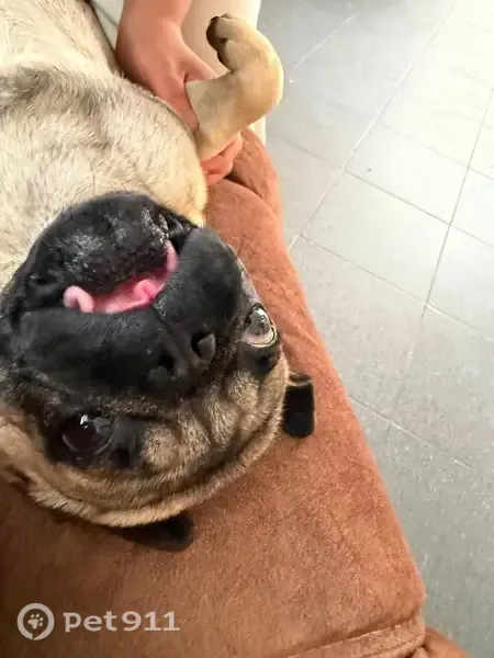Perro perdido, San Rafael, 124, Ciudad Nezahualcóyotl, Ciudad Nezahualcoyotl — pug pequeño y delgado - photo