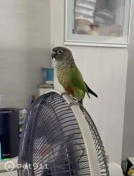 Lost bird, Tampines Street 86, Singapore, Hougang — male with an orange chest - photo