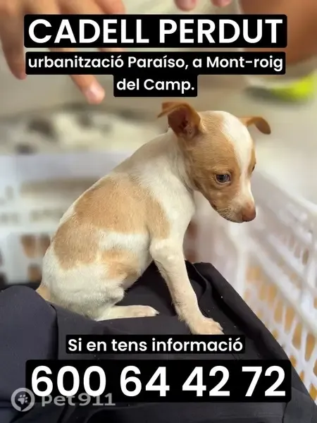 Perro perdido, Calle Guixer, 8, El Paraiso, Cambrils — hembra de 2 meses - photo