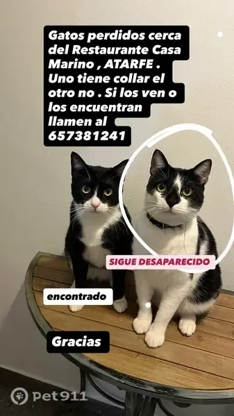 Gato perdido, Doñana, 1, Atarfe, Granada — macho con collar - photo