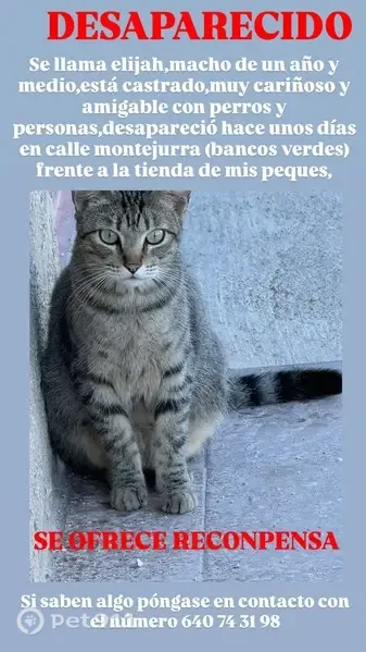 Gato perdido, Calle de Montejurra, Alcantarilla, Murcia — macho pequeño y amigable - photo