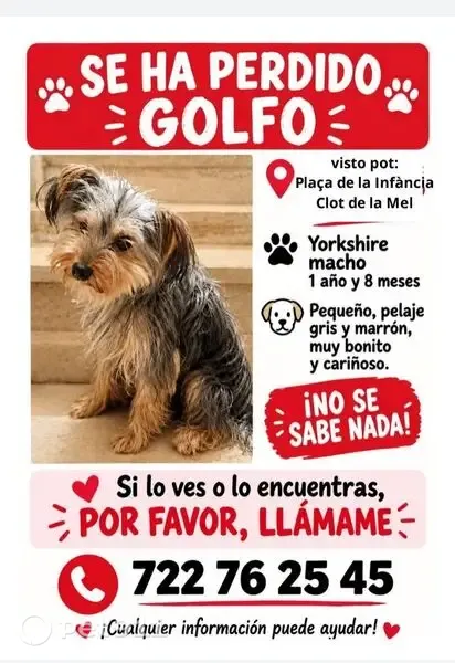 Perro perdido, Carrer del Concili de Trento, 216, Barcelona — Yorkshire asustadizo - photo