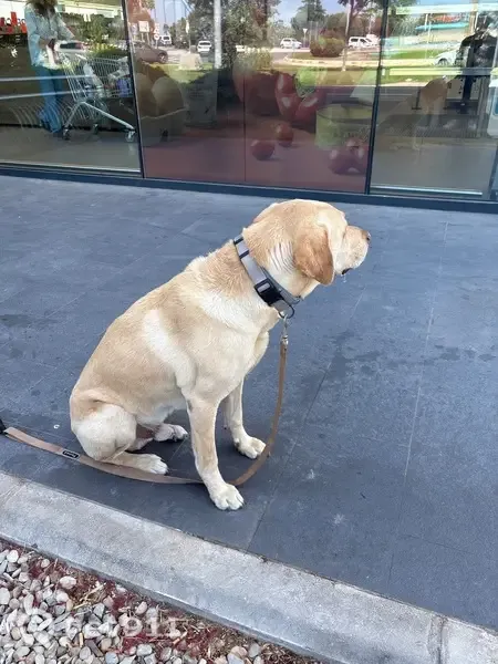 Perro encontrado, Calle Nuestra Señora de los Dolores, 28, Chiclana de la Frontera — junto al Aldi - photo