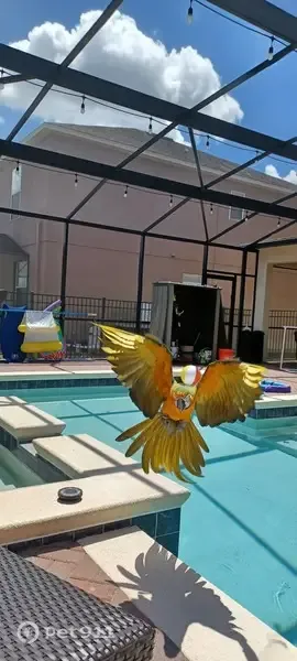 Lost bird, East Revere Boulevard, 8, Madison — orange breast and green-blue-gold feathers - photo