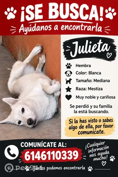 Perro perdido, hembra, Mora, 415, Chihuahua, Chihuahua — sin collar - photo