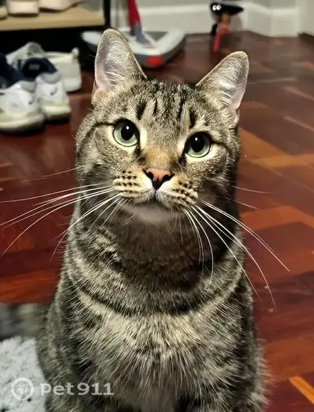 Lost cat, Camden Street, Cape Town — male, very shy of strangers - photo
