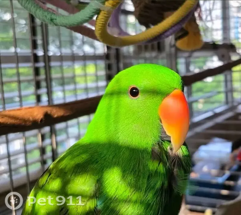 Lost bird, Woodlands Street 41, Hougang - male with green feathers - photo