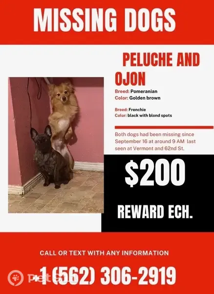 Lost male dog, West 62nd Street, 919, Los Angeles — golden-brown fur - photo