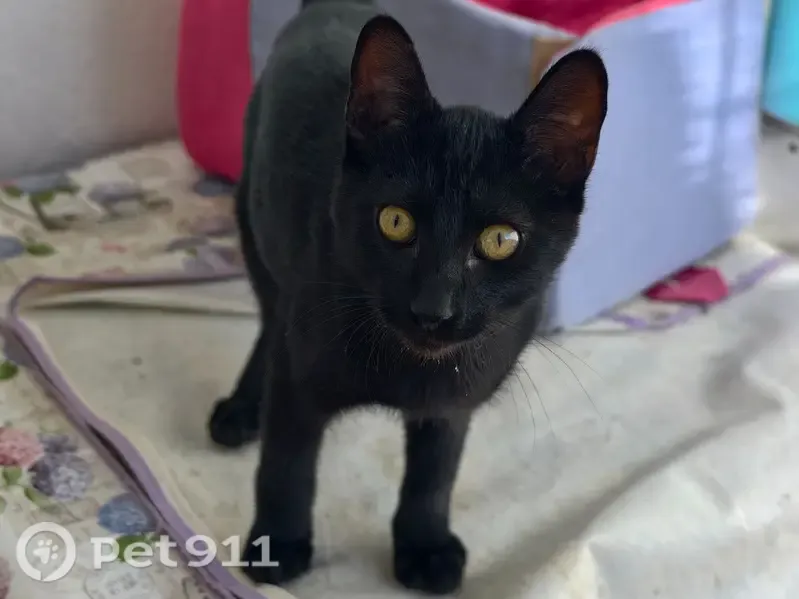 Encontrado gato macho, A-348, 19A, Lanjarón, Motril — pequeño y cariñoso - photo