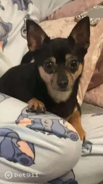 Lost dog, Herries Road, 556, Wadsley — small male Jack Russell–Chihuahua mix - photo