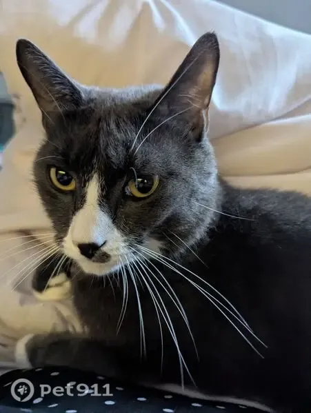 Lost cat, Luray Street, 22, East Providence — male tuxedo cat with a gray spot near his nose - photo