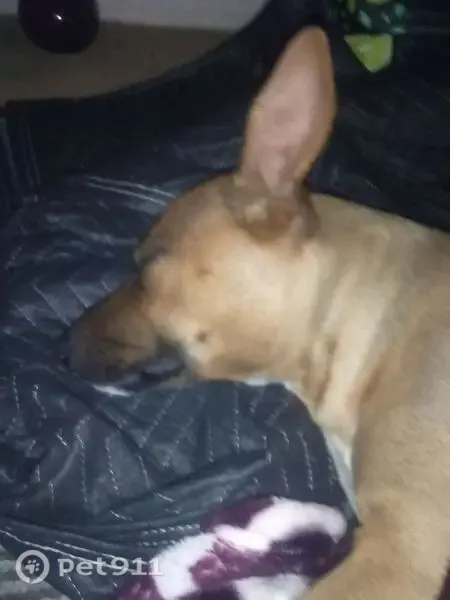 Lost dog, female, Atlantic Street, 3450, Los Angeles — golden coat and facial mole - photo
