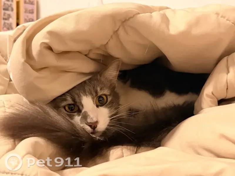 Lost Cat, Muscatel Avenue, 2526, Rosemead — yellow eyes and a star-shaped white patch - photo