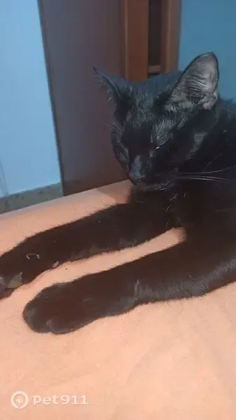 Gato perdido, Calle Pierre Gassier, 24, Zaragoza — negro, de año y medio - photo