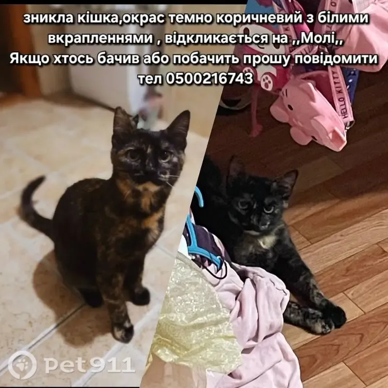 Зникла кішка, дівчинка, вулиця Сірожупанної Дивізії, 76, Суми — боязлива крихітка - photo