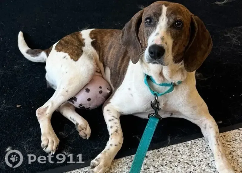 Lost female dog, Decatur, Tennessee, Athens — 13-year-old senior with a large hernia - photo