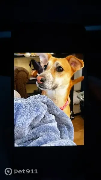 Lost Dog, female, Griswold Street, Jackson, Detroit — scared of new people - photo