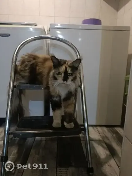 Lost cat, female, Loeloeraai Street, 18, Cape Town, Kraaifontein — chipped - photo