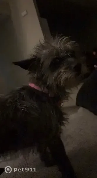 Lost Dog, Mabel Street, 602, Richmond, Houston — female with black-and-white fur - photo
