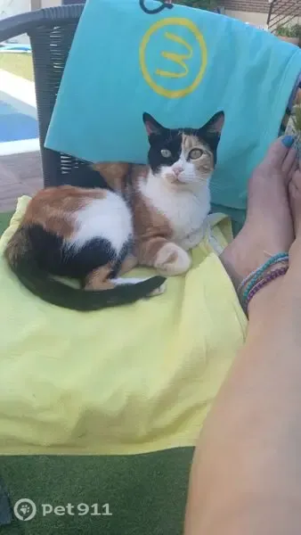 Gato perdido, Juan de Garay Kalea, 6, Bilbao, Madrid — gata calicó y asustadiza - photo