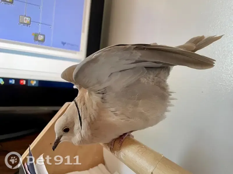 Lost birds, South Euclid Street, 507, Santa Ana, Los Angeles — two ring-necked doves - photo