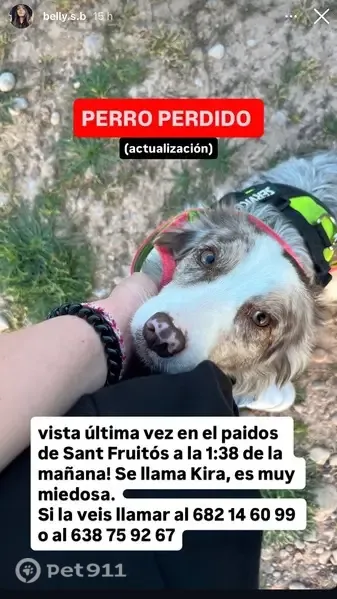 Perro perdido, Carrer Pica d'Estats, 96, Sant Fruitós de Bages, Manresa — hembra border collie muy asustadiza - photo