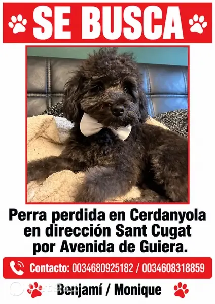Perro perdido (hembra), Avinguda de Guiera, Cerdanyola del Vallès, Barcelona — se asusta fácilmente - photo