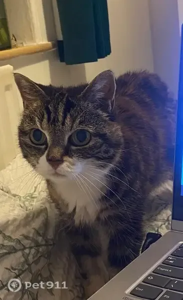 Lost cat, Plains Farm, Sunderland — female tabby with white belly - photo