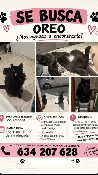 Gato perdido, macho, Carrer de Formentor, 93, Inca — ojos verdes y mancha blanca - photo
