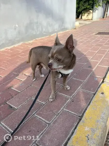 Perro encontrado, Avenida Espuña, 16, Torrevieja — chihuahua macho y muy amigable - photo