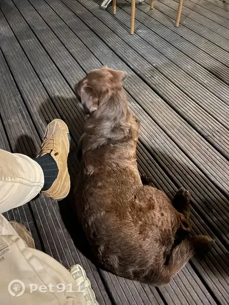 Found dog, Avenue 1ere Division de la France Libre, London — very sweet nature - photo