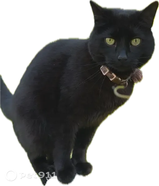 Lost female cat, The 106 Trail, Fishers — black coat and greenish-yellow eyes - photo