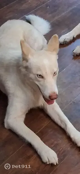 Lost dog, Upper Gulch Road, 862, Jerome — female, 3-year-old creamy white husky - photo