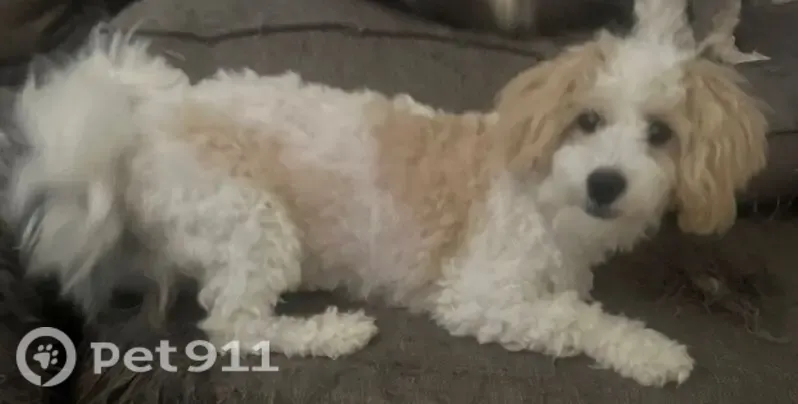 Lost female dog, Ferguson Road, 128, Manchester — white with tan spots - photo