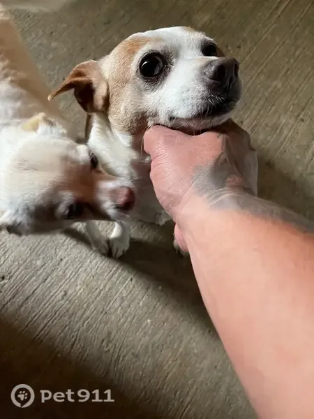 Lost dog, Montford Street, 12821, Los Angeles — small, older male afraid of strangers - photo